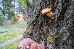 DSCF5841-1