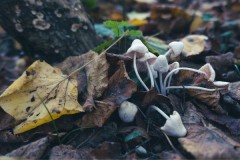 DSCF5854